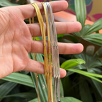 Snake Stainless Steal Chain For Men & Women